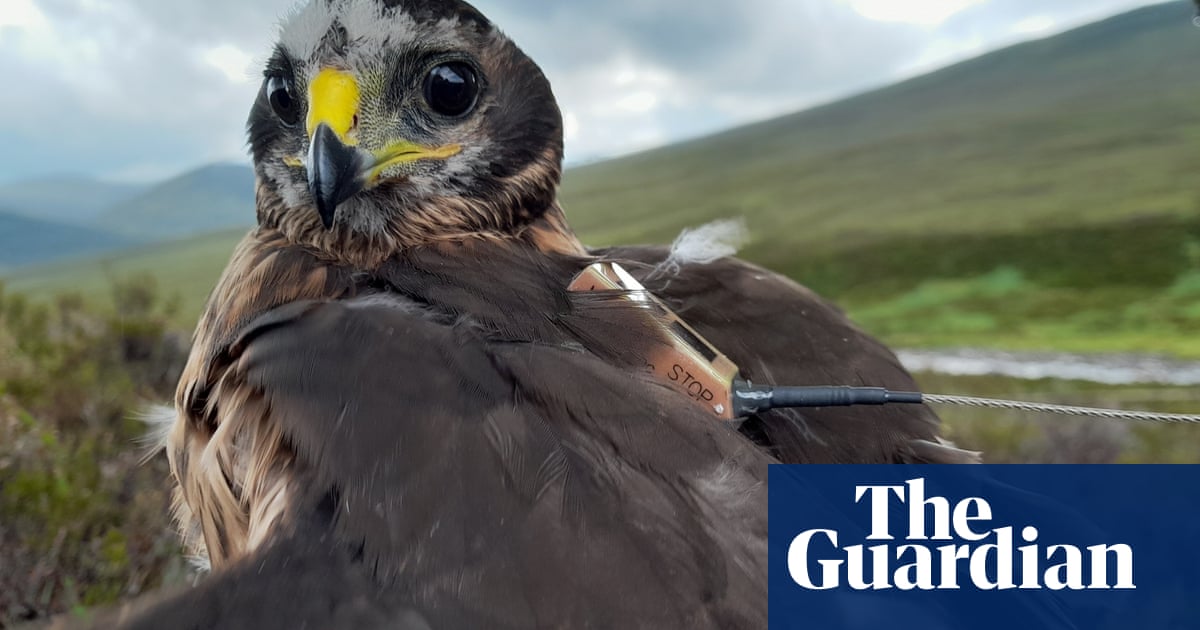 Scottish grouse moors to be licensed in attempt to protect birds of prey | Scotland