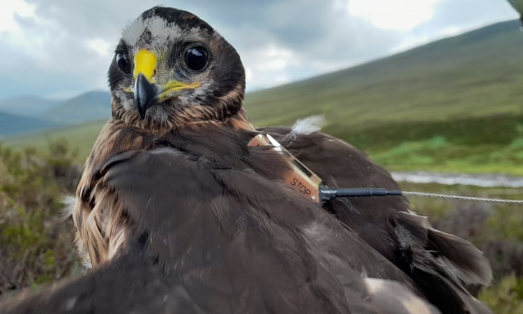 Scottish grouse moors to be licensed in attempt to protect birds of prey