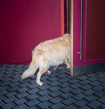 A golden retriever-like dog going through a door inside the Curzon cinema in Victoria, London