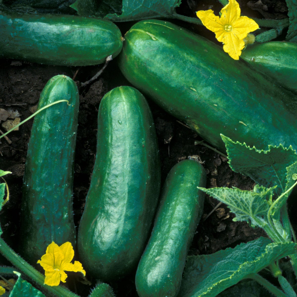 How To Grow Cucurbits Pumpkins Courgettes And Cucumbers Vegetables The Guardian How To Grow Cucurbits Pumpkins Courgettes And Cucumbers Vegetables The Guardian