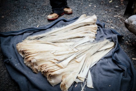 The baleen recovered from a stranded Pygmy Right Whale.