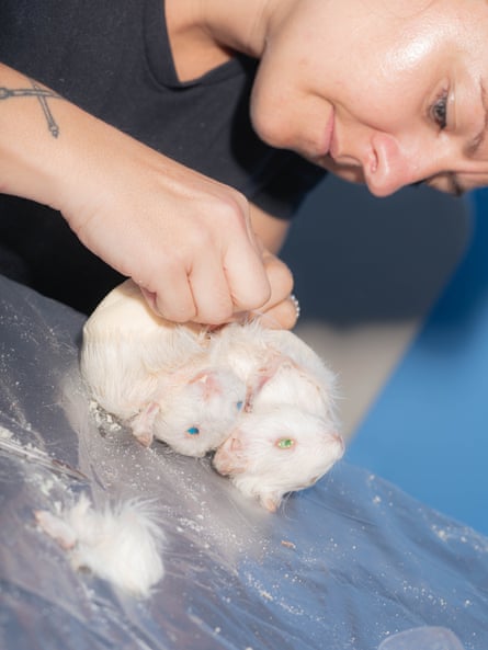 woman handles two dead white rats