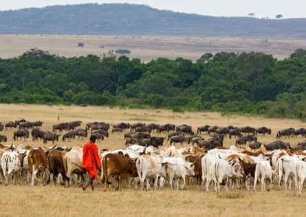 A Maasai herder with his cattle and large herd of wildebeest
