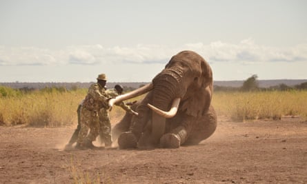 Kenya Wildlife Service vets push elephant Tim to the ground as he collapses from the effect of a tranquiliser dart, during operations to fit a tracking collar to the elephant in Amboseli, Kenya, on 10 September 2016.