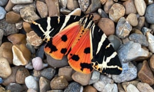 A jersey tiger shot by Charlotte.