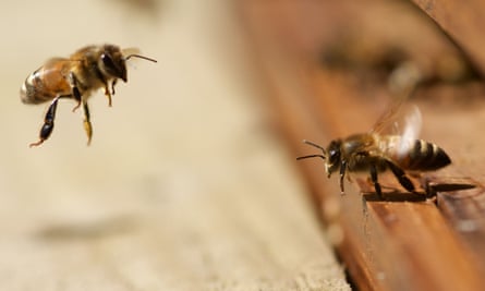 Honey bees at beehive near Corwen, North Wales - 18 Apr 2015<br>Mandatory Credit: Photo by Richard Bowler/REX Shutterstock (4681850a) Honey bees leaving and entering a beehive Honey bees at beehive near Corwen, North Wales - 18 Apr 2015 Wildlife photographer Richard Bowler captured these fascinating images of honey bees in a hive near Corwen, North Wales on Saturday (18 April). He says: “I photographed these when a friend examined his hive. I ended up with five stings to the head for my trouble, LOL!” animalgallery
