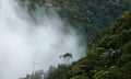 Fog moving through cloud forest trees in the Tandayapa Valley on the western slope of the Andes mountains, Ecuador.