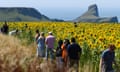 A line of people walk along the edge of a filed thickly planted with sunflowers. People can be seen among the flowers taking pictures.