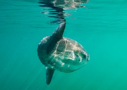 A strange large fish with two big dorsal fins at the back of the round body