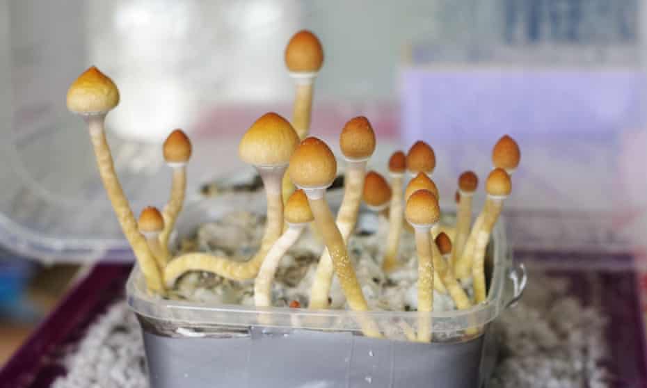 Soldiers, who have been traumatised by active service, are using psilocybin ‘magic’ mushrooms to treat their flashbacks and anxiety.
