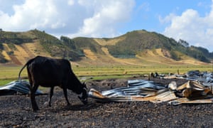 A cow on Solagrow land near property burnt down in a protest in Chitu