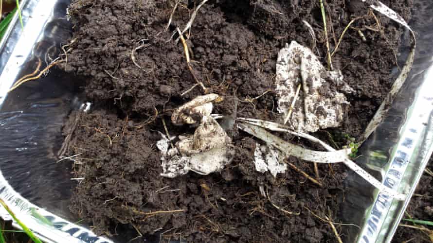 Remains of a balloon – that will eventually break down into microplastic particles – found in a floodplain soil in the Vallée de Joux in the Canton of Vaud