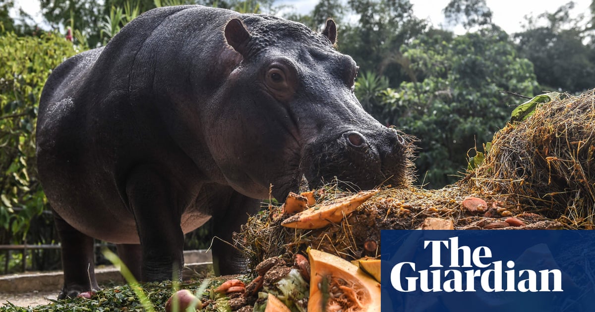‘I was terrified’: the vet sterilizing Pablo Escobar’s cocaine hippos