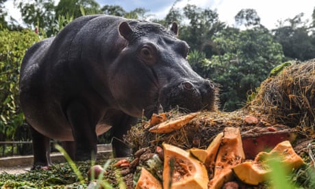 Pablo Escobar’s zoo had four illegally imported hippos. The feral herd now numbers about 80.