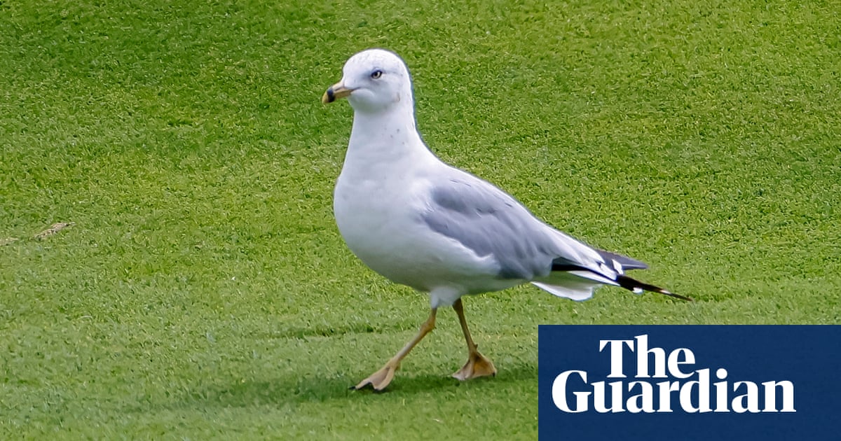 Can seagulls recognise you?