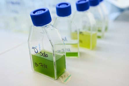 Amostras de garrafas com água verde e amarela.