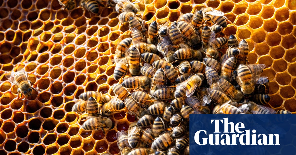 Two million bees escape after truck carrying hives overturns in Texas