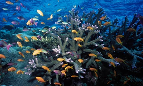 Fish and coral on the Great Barrier Reef