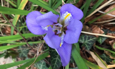 Iris in bloom early.