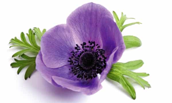Purple anemone flower