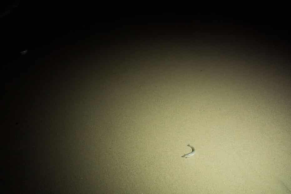 A lone grunion waits for the incoming tide to aid it in swimming back out to sea during a Grunion run.