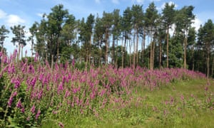 Leechpool Woods near Horsham