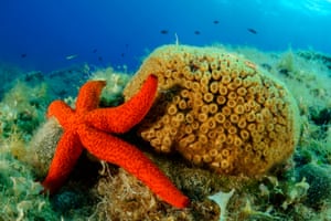 Coral in the Adriatic Sea off the coast of Croatia