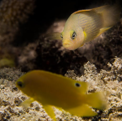 Motor boat noise making small fish easier to prey on, reef study finds, Marine life