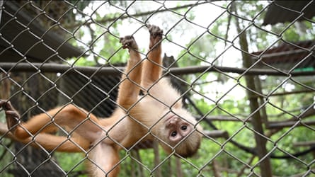 An adult monkeys in an enclosure at Amazon Shelter