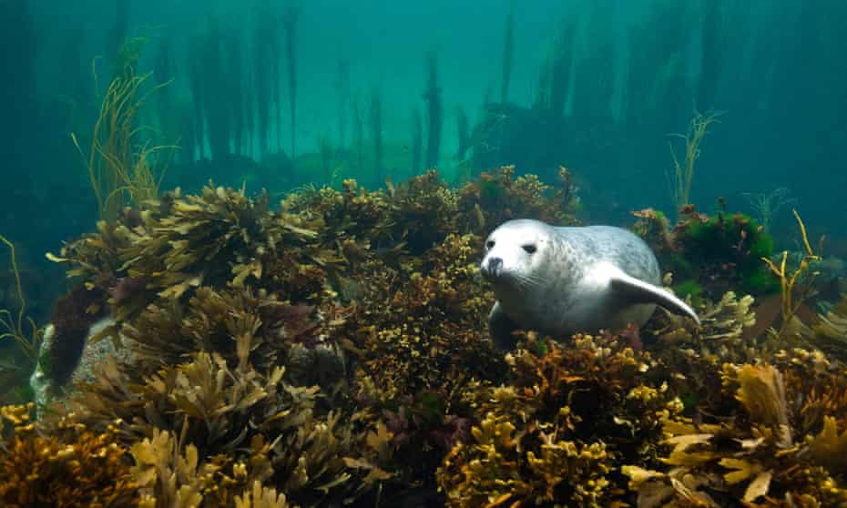 A seal in a kelp forest underwater
