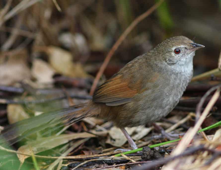 TravelGuides - Six Australian birds you may never have heard of … and may not be heard from again | Sean Dooley 4 An eastern bristlebird.