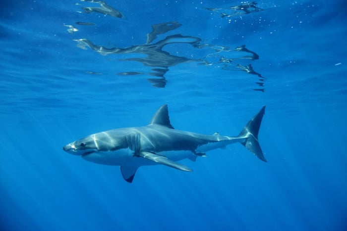 Shark Attack Five Survivors On What It S Like When A Great White
