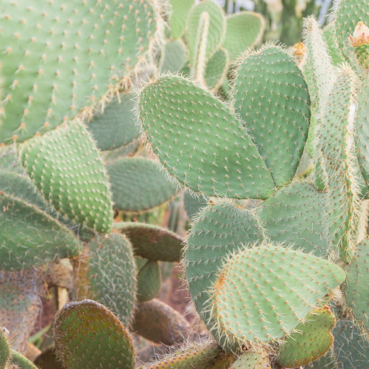 How To Take Cuttings From Cacti Gardening Advice The Guardian How To Take Cuttings From Cacti Gardening Advice The Guardian