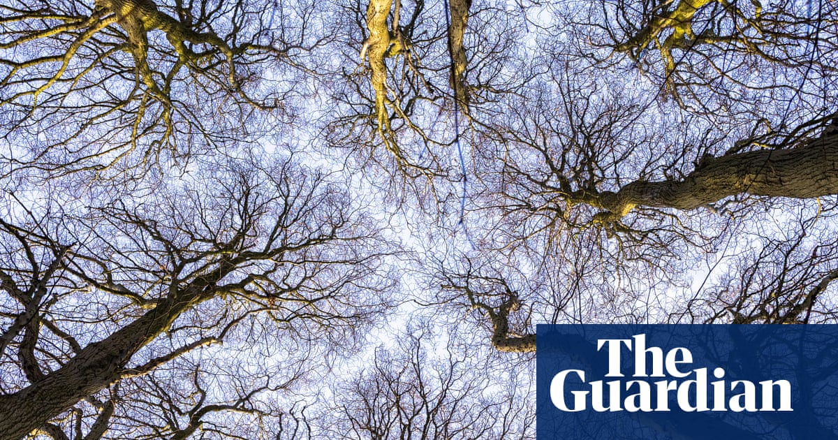 Country diary: A rare giant in the quiet of the wood | Sarah Lambert