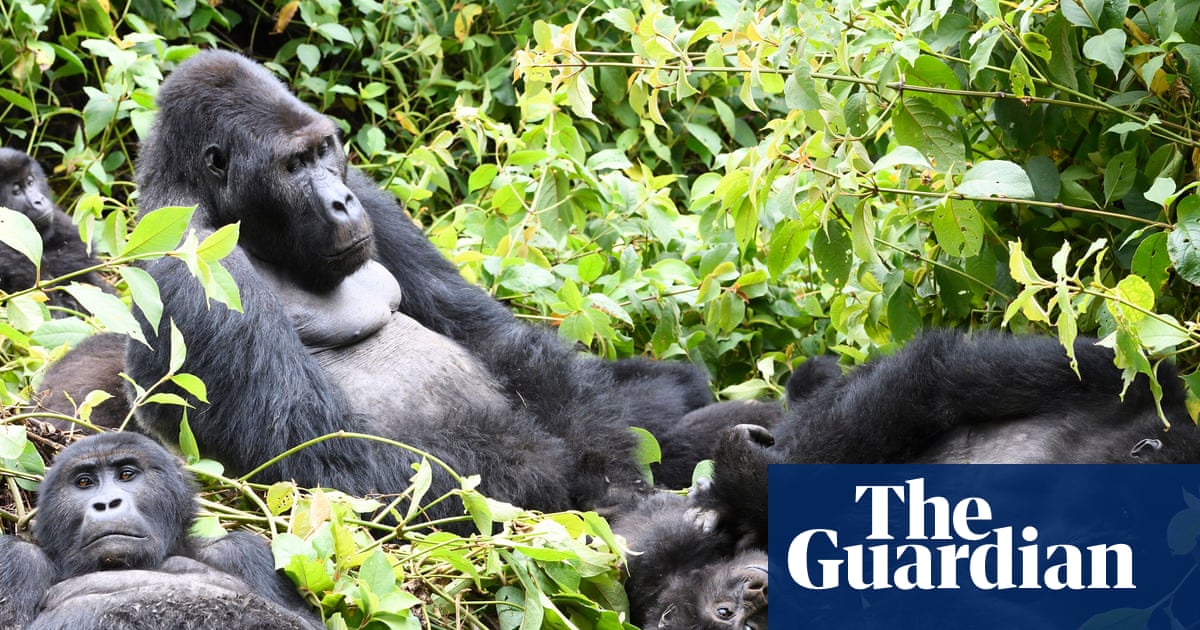 www.theguardian.com