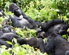 Gorilla habitats and pristine forest at risk as DRC opens half of country to oil and gas drilling bids