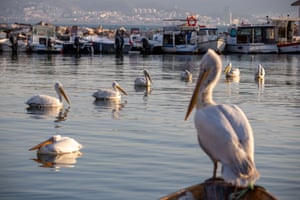 Crested Pelicans on the Karsiyaka coast, Turkey