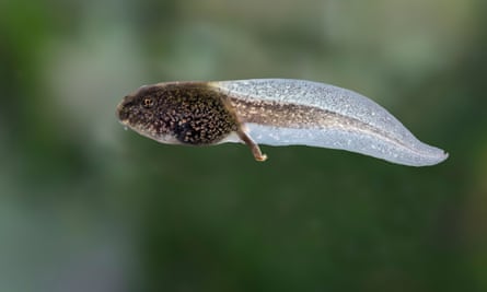 Is Chris Packham right – should children eat tadpoles?, Wildlife