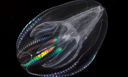 A Mnemiopsis leidyi, a species of comb jelly known as a sea walnut.