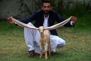 Karachi, Pakistan. Breeder Mohammad Hasan Narejo with his goat Simba who has become a media star in the country because of his extraordinarily long ears
