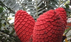 Female cones of the holly leaf cycad, Encephalartos ferox.