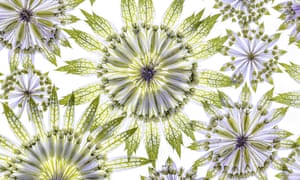 International Garden Photographer Of The Year Macro Art Winners