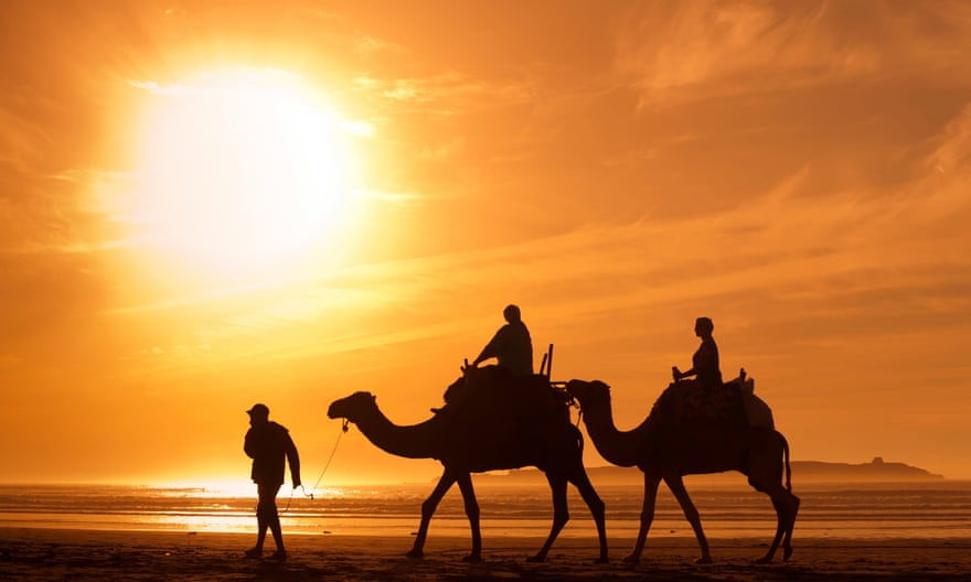 tourism in Africa, people tourists riding camels on the beachsilhouettes of camels at sunset