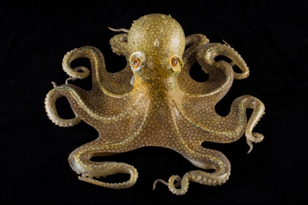 A glass model of the common octopus