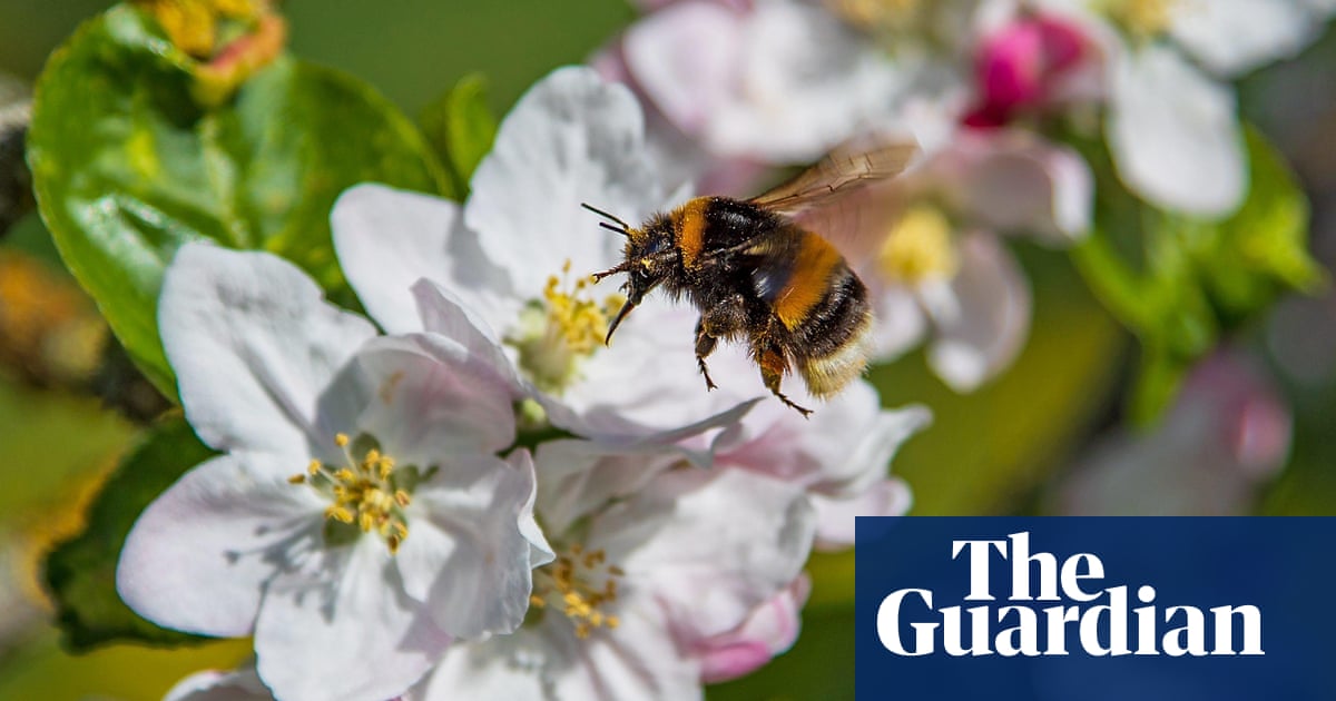 Loss of bees causes shortage of key food crops, study finds - The Guardian