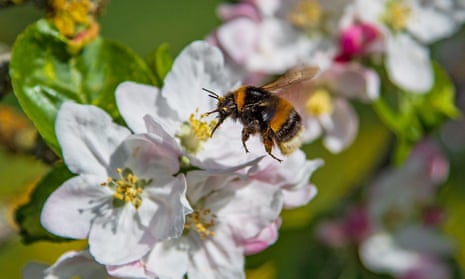 A buff-tailed bumble bee collects nectar from an apple tree. Swathes of American agriculture is propped up by honeybees.