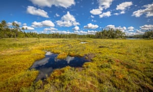 A peat bog in Glaskogen nature reserve, Sweden.
