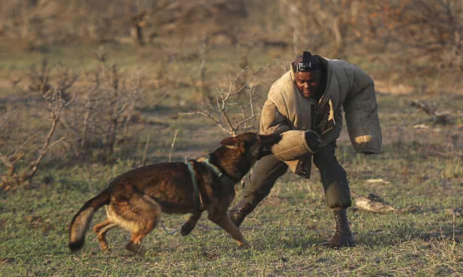 Dog handler, Wisdom Makhubele is attacked by a dog during a simulated tracking exercise on the edge of Kruger national park