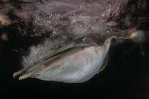 Best portrait, gold winner: Underwater Portrait, Felipe Foncueva, Spain  This image of a brown pelican was taken off the Pacific coast of Costa Rica, near the mouth of the Tarcoles River