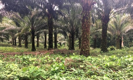 Boteka plantation in Équateur province, DRC
